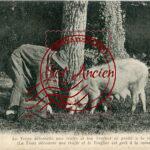 Trufficulteur - La truie découvre une truffe et le Truffier est prêt à la ramasser