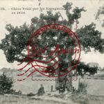 Bohain- Chêne brulé par les Espagnoles en 1636