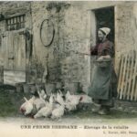 Ferme Bressanne- Elevage de la Volaille