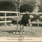 Nice - Ferme d'Autruches - Famille Future