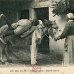 Ile de Ré - L'âne en culotte, départ difficile