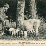 En Périgord- l 'Apprentissage- Tout le Monde Travaille