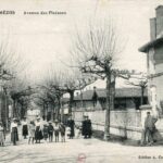 Mézos- Avenue des Platanes