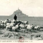 Mont St Michel - Les prés salés des Grèves