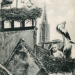 Strasbourg - Bébé cigogne