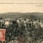 Juliénas - Vendange en Beaujolais