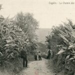 Cogolin- Le Chemin des Aloes