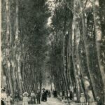 Auxerre - l'Arbre sec- La Grande Avenue