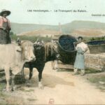 Les vendanges - Le transport du Raisin