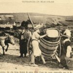 Vendanges en Beaujolais- Du Pur Jus de Raisin
