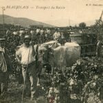 Vendanges en Beaujolais- Transport du Raisin